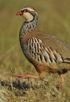 Red legged partridge (Alectoris rufa) walking, La Serena, Extremadura, Spain, April 2009