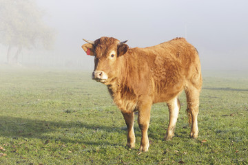Limousin cow in the meadow in a very misty morning. Limousin are a breed of beef cattle originating from the Limousin region of France.