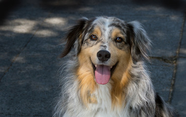 Australian sheepdog