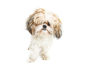 Funny Shih Tzu Dog With Messy Hair