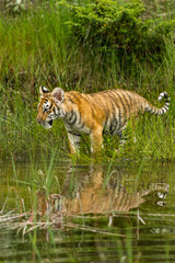 tiger cub with reflexion