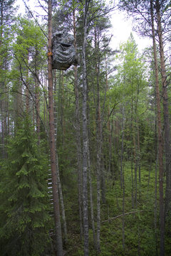 Photographer Pete Cairns's hide up tree for photography of Great grey owl (Strix nebulosa) in boreal forest, Northern Oulu, Finland, June 2008