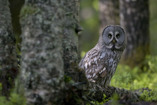 Great grey owl (Strix nebulosa) perched at base of tree, boreal forest, Northern Oulu, Finland, June 2008