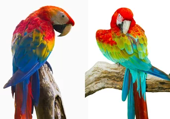 Papier peint photo autocollant rond Perroquet Colorful parrot isolated in white background