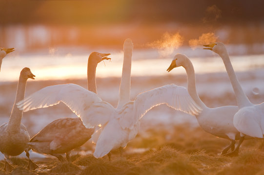 Whooper swans (Cygnus cygnus) in cold weather at sunset, Lake Tysslingen, Sweden, March 2009