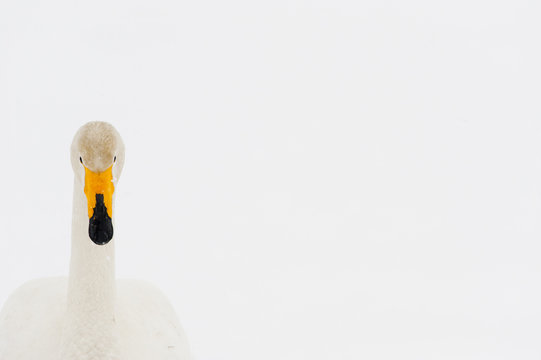 Whooper swan (Cygnus cygnus) portrait, Lake Tysslingen, Sweden, March 2009  WWE BOOK PLATE. WWE OUTDOOR EXHIBITION