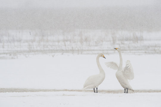 Whooper swan flapping wings, Lake Tysslingen