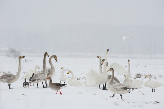 Whooper swans (Cygnus cygnus) and Greylag geese (Anser anser) in snow, Lake Tysslingen, Sweden, March 2009