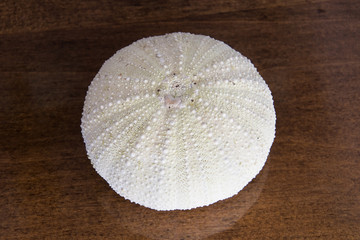 Close up of a dried sea urchin shell bleached white from the sun on a glossy medium brown wooden table.