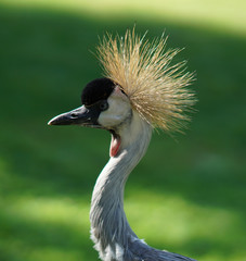 Grey Crowned Crane Portrait