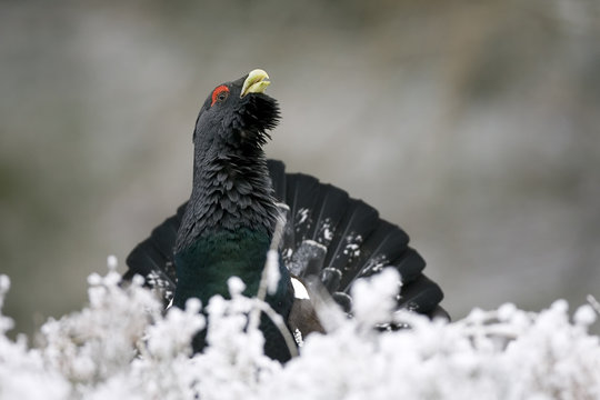 Capercaillie (Tetrao urogallus) male displaying in snow, Cairngorms NP, Scotland, January 2009