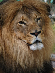 Lion portrait