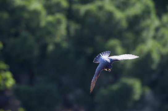 Peregrine falcon (Falco peregrinus) in nesting flight, Barcelona, Spain, April 2009