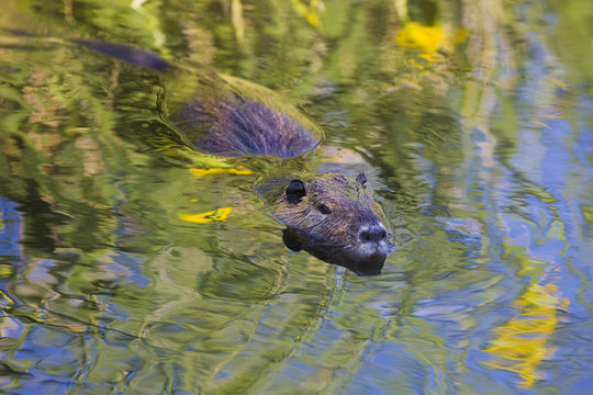 Coypu / Nutria (Myocastor coypus) swimming, Camargue, France, April 2009
