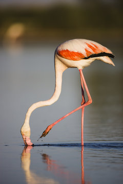 Greater flamingo (Phoenicopterus roseus) feeding, Pont du Gau, Camargue, France, May 2009