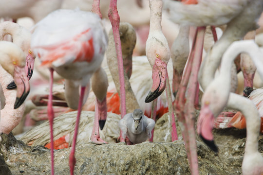 Greater flamingos (Phoenicopterus roseus) part of breeding colony of approx 10,000 pairs, with a newly hatched chick, Camargue, France, May 2009
