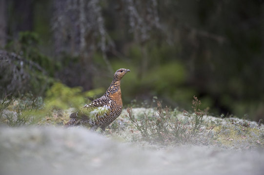 Capercaillie (Tetrao urogallus) hen / female, Bergslagen, Sweden, April 2009