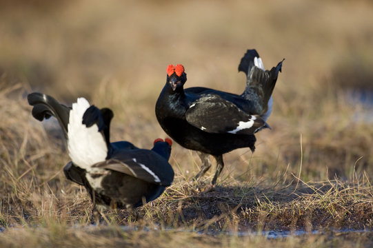 Black grouse (Tetrao tertrix) males fighting, Bergslagen, Sweden, April 2009