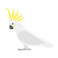 Cartoon tropical cockatoo parrot wild animal bird vector illustration.