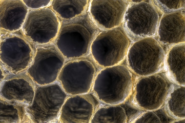 Close up of a hornet's nest