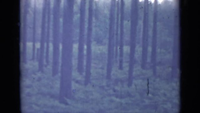 1967: Yellow Car With Trunk Open Parked In Wooded Lot RUSSIA