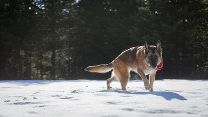 German Shepherd dog walking through the snow towards the camera