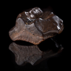 Fossilized Triceratops Horridus.Shed Tooth on reflective surface