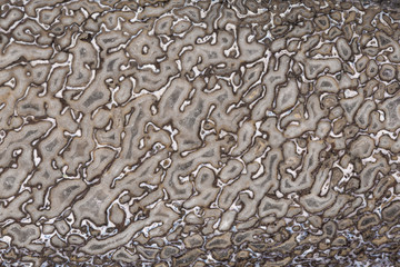Texture of Agatized Dinosaur Bone Section
