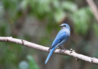 Blue Verdiyer flycatcher bird of Thailand winter visitor