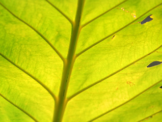 Fototapeta na wymiar Backlit bright green leaf background