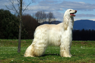 Typical white Afghan Hound in the garden