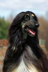 Typical black Afghan Hound in the garden