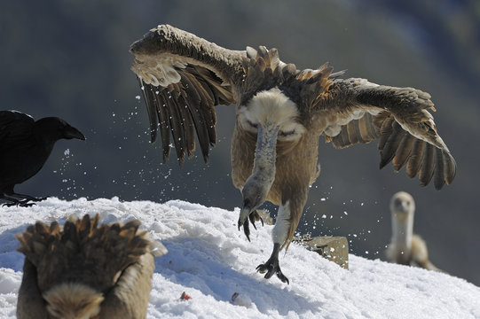 Griffon vulture (Gyps fulvus) running with open wings, Cebollar, Torla, Aragon, Spain, November 2008