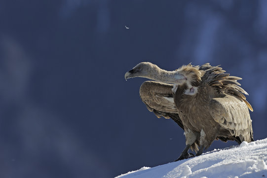 Griffon vulture perching on snow, Spain