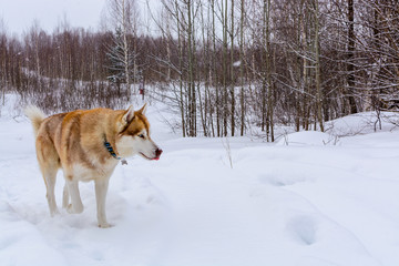 Fototapeta na wymiar Siberian Husky in the winter forest, closeup.