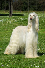 Typical white Afghan Hound in the garden
