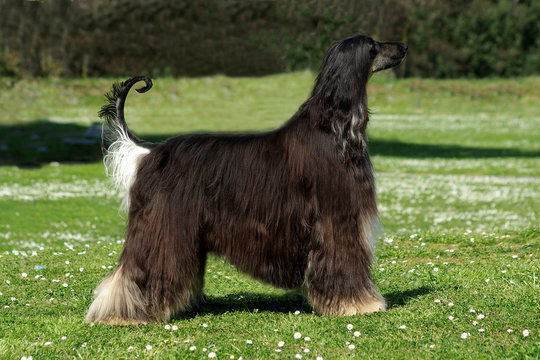 Typical Black Afghan Hound In The Garden