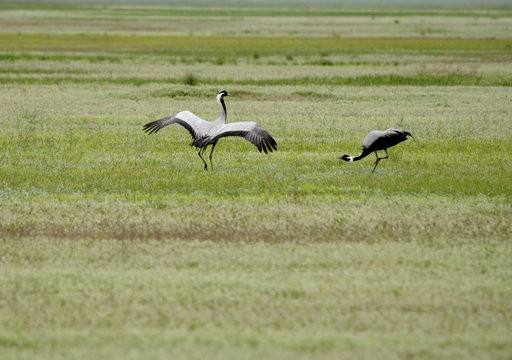 Demoiselle crane (Anthropoides virgo) pair during the mating period, Cherniye Zemli (Black Earth) Nature Reserve, Kalmykia, Russia, May 2009
