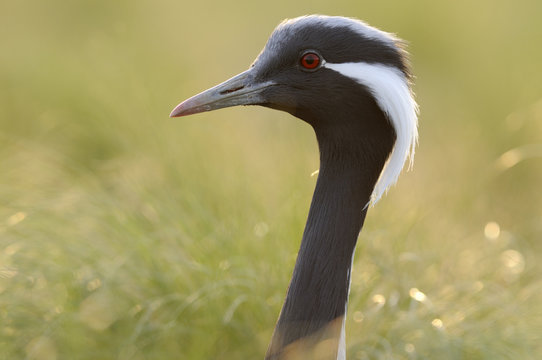 Demoiselle crane (Anthropoides virgo) portrait, Cherniye Zemli (Black Earth) Nature Reserve, Kalmykia, Russia, May 2009  WWE BOOK PLATE.