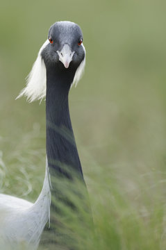 Demoiselle crane (Anthropoides virgo) portrait, Cherniye Zemli (Black Earth) Nature Reserve, Kalmykia, Russia, May 2009