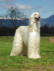 Typical white Afghan Hound in the garden