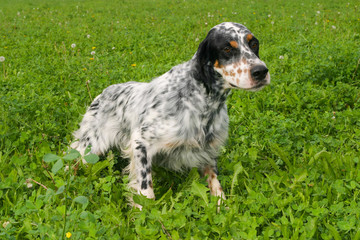Typical English Setter on a green grass lawn