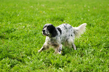 Typical English Setter on a green grass lawn