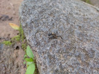 Ant in attack position