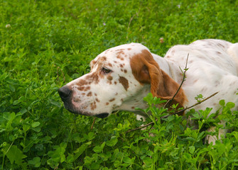 Typical English Setter on a green grass lawn