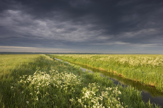 Cow parsely (Anthriscus sylvetris) in damp meadow, Lithuania, June 2009