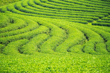 Backgroung and texture for green tea farm
