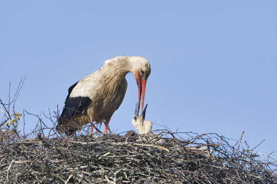 White stork  adult feeding chick at nest, Lithuania