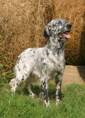 Obraz premium Typical English Setter on a green grass lawn