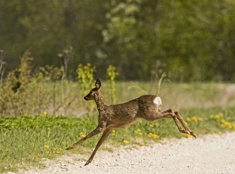 Roe deer (Capreolus capreolus) leaping, Matsalu National Park, Estonia, May 2009